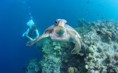 Wonders of the Great Barrier Reef to air on Czech Republic’s new AVOD channel, iPrima